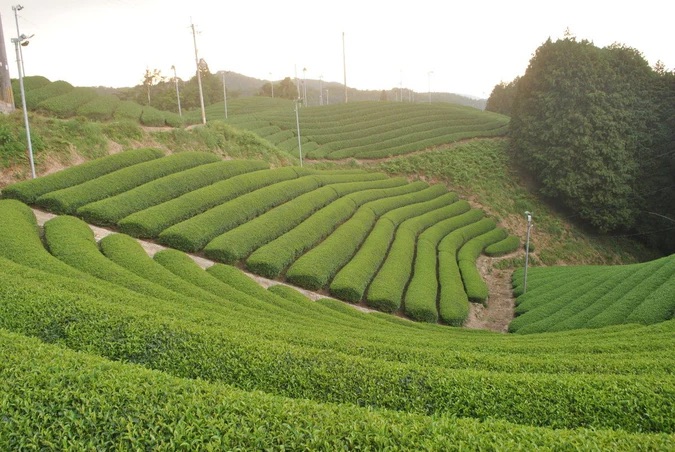 Matcha Tempaku – Premium Ceremonial Grade