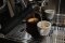Novinka na Rašínově: espresso, které jinde v Česku nedostaneš